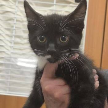 Pancake -  Domestic Medium Hair and Domestic Short Hair Cat Available for Adoption in Voorhees Township, New Jersey - Pancake | PetCurious