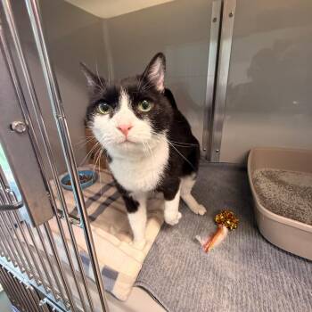 Loki -  Domestic Short Hair Cat for Adoption in Saint Charles, Missouri - Loki | PetCurious