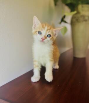 Rescue Domestic Short Hair Cats for Adoption in Gradyville, Kentucky - Tangelo | PetCurious