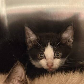 Pocky -  Siamese Cat for Adoption in Royse City, Texas - Pocky | PetCurious