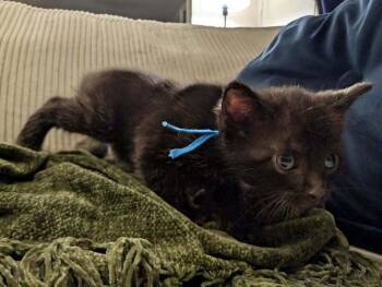 Domestic Short Hair Cats Available for Adoption in Virginia Beach, Virginia - Zaxby | PetCurious