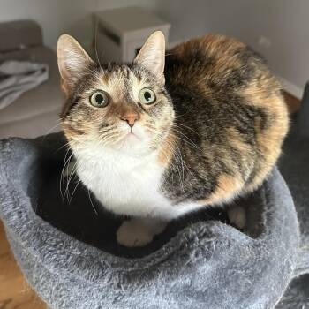 Rescue Domestic Short Hair Cats for Adoption in Mokena, Illinois - Belle | PetCurious