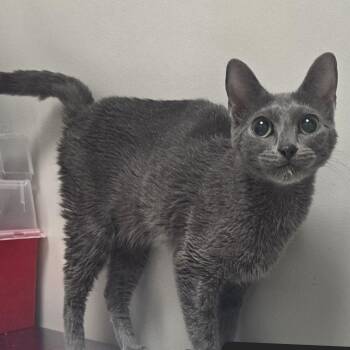 Domestic Short Hair Cats Available for Adoption - Izzy | PetCurious