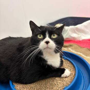 Mittens -  Domestic Short Hair Cat for Adoption in Clavet, Saskatchewan - Mittens | PetCurious