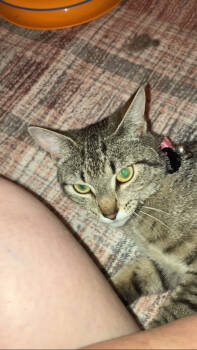 Rescue Domestic Short Hair Cats for Adoption - Shadow | PetCurious