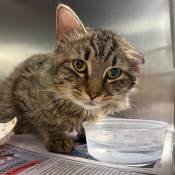 Bodine -  Domestic Short Hair Cat for Adoption in Philadelphia, Pennsylvania - Bodine | PetCurious