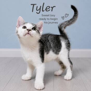 Tyler -  Domestic Short Hair Cat for Adoption in Quincy, Ohio - Tyler | PetCurious