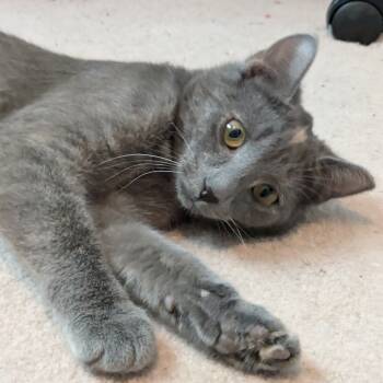 Rescue Domestic Short Hair Cats for Adoption in Gibsonia, Pennsylvania - Wonder Woman | PetCurious