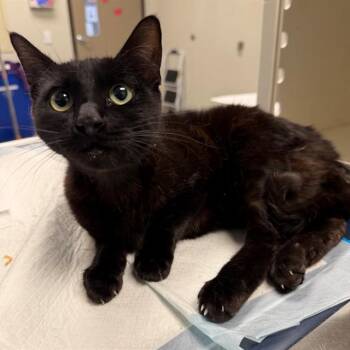 Domestic Short Hair Cats Available for Adoption in Ontario, California - SELENE | PetCurious