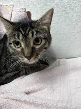 Domestic Short Hair Cats Available for Adoption in West Chester, Pennsylvania - Zoey FKA Snow Miser | PetCurious