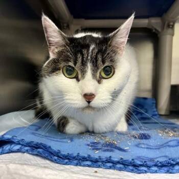 Domestic Short Hair Cats Available for Adoption in Pensacola, Florida - QUINN | PetCurious