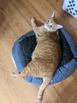 Kiniro -  Domestic Short Hair Cat for Adoption in Concord Farr, Tennessee - Kiniro | PetCurious