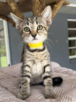 Espeon -  Domestic Short Hair Cat for Adoption - Espeon | PetCurious