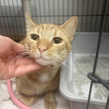 OJ -  Domestic Short Hair Cat for Adoption in Saint Charles, Missouri - OJ | PetCurious