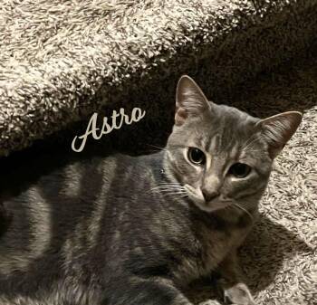 Tabby Cats Available for Adoption - Astro #mr-congeniality | PetCurious