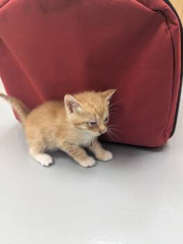 Rescue Domestic Short Hair Cats for Adoption in Hartsville, South Carolina - Pancheve | PetCurious