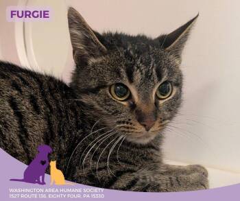 Domestic Short Hair Cats Available for Adoption - Fergie | PetCurious