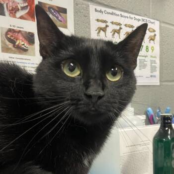 Umbra -  Domestic Short Hair Cat for Adoption in Allentown, Pennsylvania - Umbra | PetCurious
