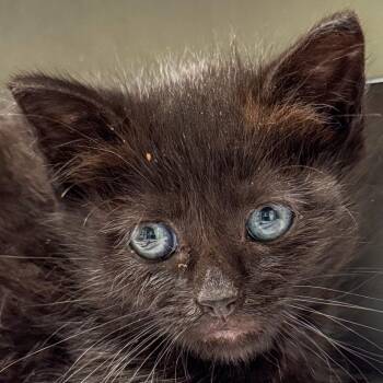 Pickle *Avail 6/27 at Biddeford Petsmart* -  Domestic Short Hair Cat for Adoption in Kennebunk, Maine - Pickle *Avail 6/27 At Biddeford Petsmart* | PetCurious
