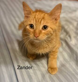 Rescue Domestic Short Hair Cats for Adoption in Safety Harbor, Florida - Zander | PetCurious