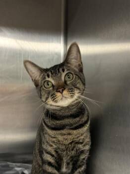Domestic Short Hair Cats Available for Adoption in Picayune, Mississippi - Richard | PetCurious