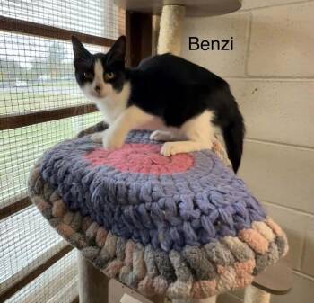 Benzi -  Domestic Short Hair Cat for Adoption in Plattsburgh, New York - Benzi | PetCurious