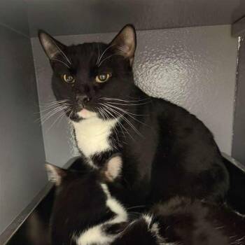 Domestic Short Hair Cats Available for Adoption - Sweet