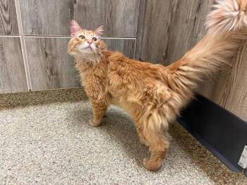 Domestic Long Hair Cats Available for Adoption in Colorado Springs, Colorado - AUGUST | PetCurious