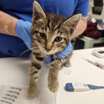 Walker, Texas Ranger -  Domestic Short Hair Cat for Adoption in Evansville, Indiana - Walker, Texas Ranger | PetCurious