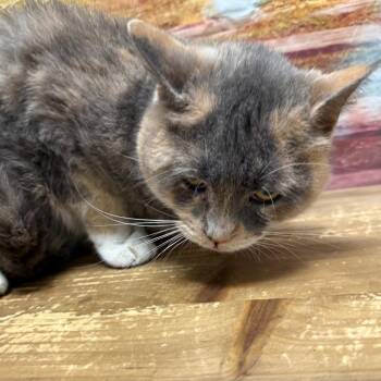Utica -  Domestic Short Hair Cat for Adoption in Normal, Illinois - Utica | PetCurious
