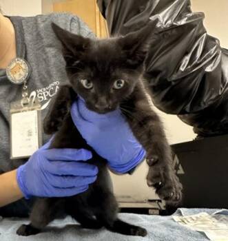 Lemongrass -  Domestic Short Hair Cat for Adoption in Sacramento, California - Lemongrass | PetCurious