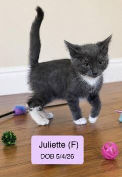 Juliette -  Snowshoe and Domestic Short Hair Cat for Adoption in Vacaville, California - Juliette | PetCurious