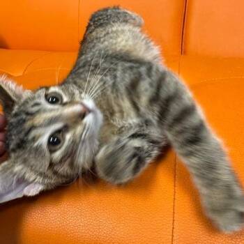 Tulip -  Domestic Medium Hair Cat for Adoption in Edwardsville, Illinois - Tulip | PetCurious