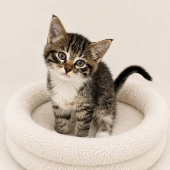 Aiden -  Domestic Short Hair Cat for Adoption in Redwood Falls, Minnesota - Aiden | PetCurious
