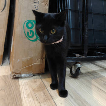 Rescue Domestic Short Hair Cats for Adoption in New Orleans, Louisiana - Bing Aka Lulu | PetCurious