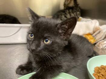 Chucky -  Domestic Short Hair Cat for Adoption in Meriden, Connecticut - Chucky | PetCurious