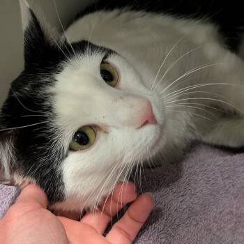 Domestic Short Hair Cats Available for Adoption - Proteus | PetCurious