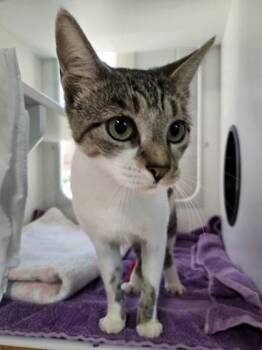 Hallie Ween -  Domestic Short Hair Cat for Adoption in Savannah, Georgia - Hallie Ween | PetCurious