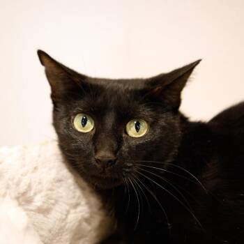 Domestic Short Hair Cats Available for Adoption in Tampa, Florida - Darling | PetCurious