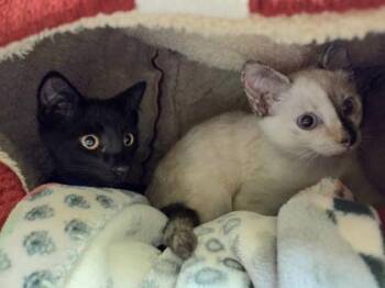 Butter -  Domestic Short Hair Cat for Adoption in Westland, Michigan - Butter | PetCurious