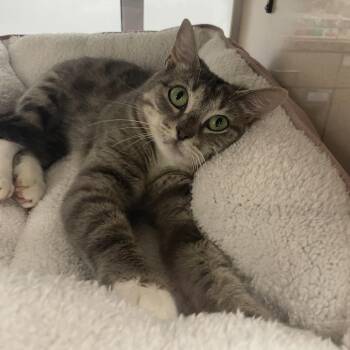 Domestic Short Hair Cats Available for Adoption in Dickinson, Texas - Amy | PetCurious