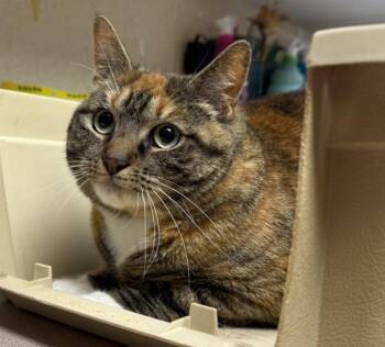 Domestic Short Hair Cats Available for Adoption in Salisbury, Maryland - Esrom | PetCurious