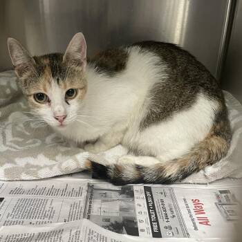 Samba -  Domestic Short Hair Cat for Adoption in Hawthorne, California - Samba | PetCurious