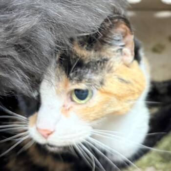 Sukuna -  Domestic Medium Hair Cat for Adoption in Philadelphia, Pennsylvania - Sukuna | PetCurious
