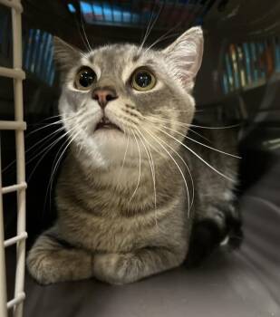 Domestic Short Hair Cats Available for Adoption in Indianapolis, Indiana - GIOVANNI | PetCurious