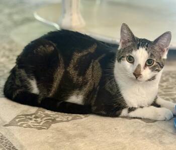 Rescue Domestic Short Hair Cats for Adoption in Stoughton, Wisconsin - Quartz | PetCurious