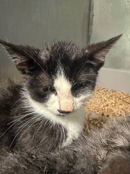 Porter Kitten 3 -  Domestic Short Hair Cat for Adoption in Morgantown, Kentucky - Porter Kitten 3 | PetCurious