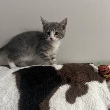 Allen -  Domestic Short Hair Cat for Adoption - Allen | PetCurious