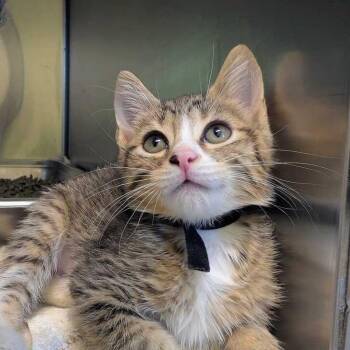 Wit -  Domestic Short Hair Cat for Adoption in Asheville, North Carolina - Wit | PetCurious
