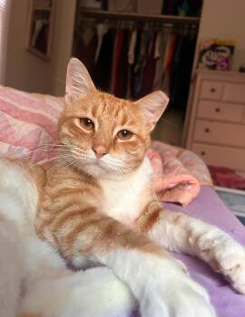 Rescue Domestic Short Hair Cats for Adoption in Nashville, Tennessee - Charlie | PetCurious